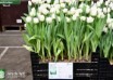 Tulipa White Magic ® (1)